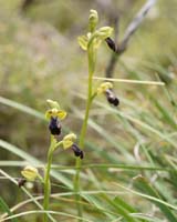 Ophrys iricolor Spilli 220411 (66)