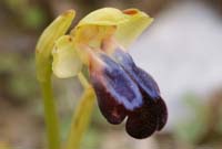 Ophrys iricolor Spilli 220411 (74)