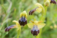 Ophrys iricolor Spilli 220411 (83)