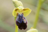 Ophrys iricolor n Spilli 220411 (65)