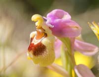 Ophrys leochroma  Spilli 220411 (194)