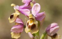 Ophrys leochroma  Spilli 220411 (195)