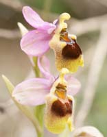 Ophrys leochroma Spilli 220411 (125)