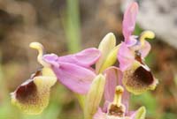 Ophrys leochroma Spilli 220411 (166)