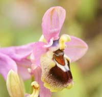 Ophrys leochroma Spilli 220411 (168)
