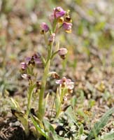 Ophrys leochroma Spilli 220411 (193)