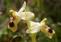 Ophrys leochroma Spilli 220411 (257)
