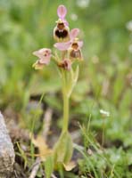 Ophrys leochroma Spilli 220411 (61)
