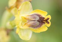 Ophrys sicula Spilli 220411 (113)