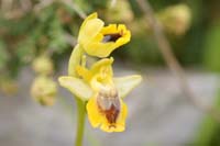 Ophrys sicula Spilli 220411 (115)