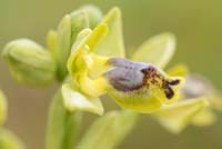 Ophrys sicula Spilli 220411 (13)