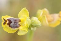 Ophrys sicula Spilli 220411 (172)