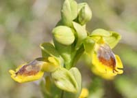 Ophrys sicula Spilli 220411 (264)
