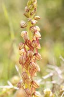 Orchis anthropophora Spilli 220411 (147)