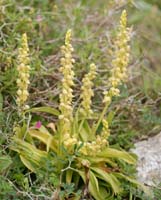 Orchis anthropophora Spilli 220411 (71)