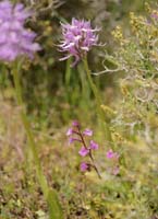 Orchis italica  & quadripunctata Spilli 220411 (201)