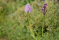 Orchis italica & Anacamptis boryi Spilli 220411 (302)