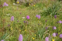 Orchis italica & Anacamptis bryi Spilli 220411 (297)