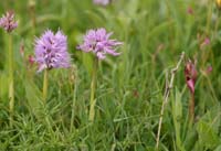 Orchis italica & Serapias lingua Spilli 220411 (44)