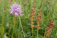 Orchis italica & anthropophora Spilli 220411 (41)