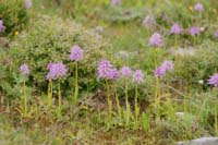 Orchis italica Spilli 220411 (123)