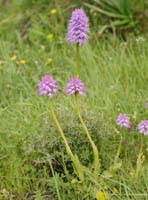 Orchis italica Spilli 220411 (140)