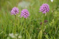 Orchis italica Spilli 220411 (15)