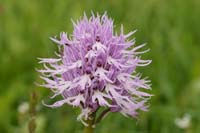 Orchis italica Spilli 220411 (17)