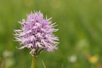 Orchis italica Spilli 220411 (18)