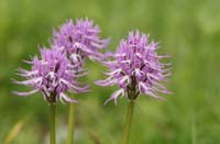 Orchis italica Spilli 220411 (19)