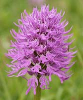 Orchis italica Spilli 220411 (20)