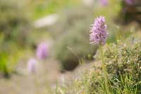 Orchis italica Spilli 220411 (204)