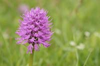 Orchis italica Spilli 220411 (21)
