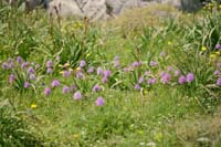 Orchis italica Spilli 220411 (212)