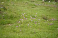 Orchis italica Spilli 220411 (23)