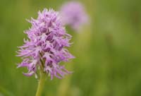 Orchis italica Spilli 220411 (26)