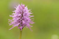 Orchis italica Spilli 220411 (28)