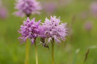 Orchis italica Spilli 220411 (29)