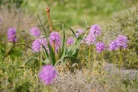 Orchis italica Spilli 220411 (298)