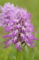 Orchis italica Spilli 220411 (30)