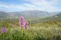 Orchis italica Spilli 220411 (332)