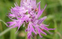 Orchis italica Spilli 220411 (43)