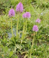 Orchis italica Spilli 220411 (47)