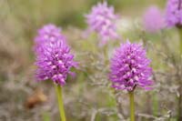 Orchis italica Spilli 220411 (60)