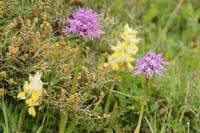 Orchis pauciflora & italica n Spilli 220411 (50)