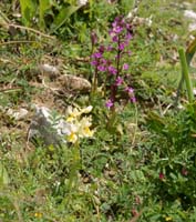 Orchis pauciflora & quadripunctata Spilli 220411 (128)