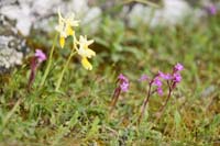 Orchis pauciflora & quadripunctata Spilli 220411 (170)