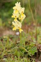 Orchis pauciflora Spilli 220411 (105)