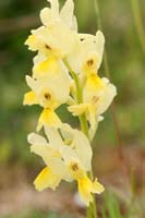 Orchis pauciflora Spilli 220411 (106)