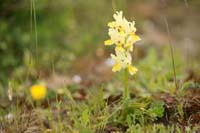 Orchis pauciflora Spilli 220411 (107)
